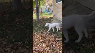 Video preview image #1 Great Pyrenees Puppy For Sale in Bountiful, UT, USA
