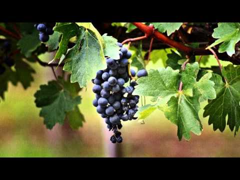 Enriqueta Ulloa - La Bandeñita