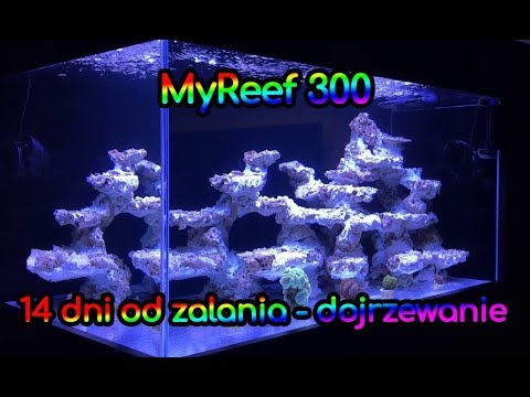 (109) MyReef 300 / Update / 14 dni od zalania - Akwarium morskie - Reef aquarium