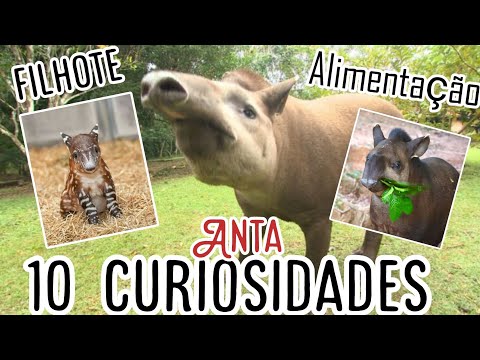 O que as ANTAS comem? 10 CURIOSIDADES sobre a anta - VÍDEO LEGENDADO ( acessibilidade e inclusão)