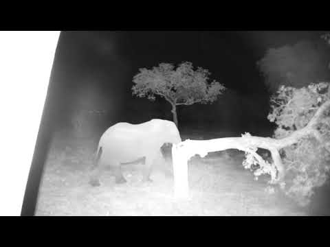 Naughty elephant has knocked down the Marula Tree behind the camera! 10/22/25