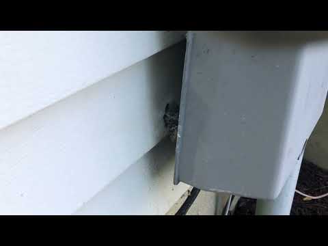 Hole Behind Electrical Box is an Invitation for Yellow Jackets in Lavallette, NJ