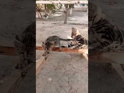 #cat #cute #sorts #video #youtubeshorts 🐈🐈🥳