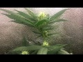 LED Closet Grow Flowering Week 3 LED Closet Grow Flowering Week 3