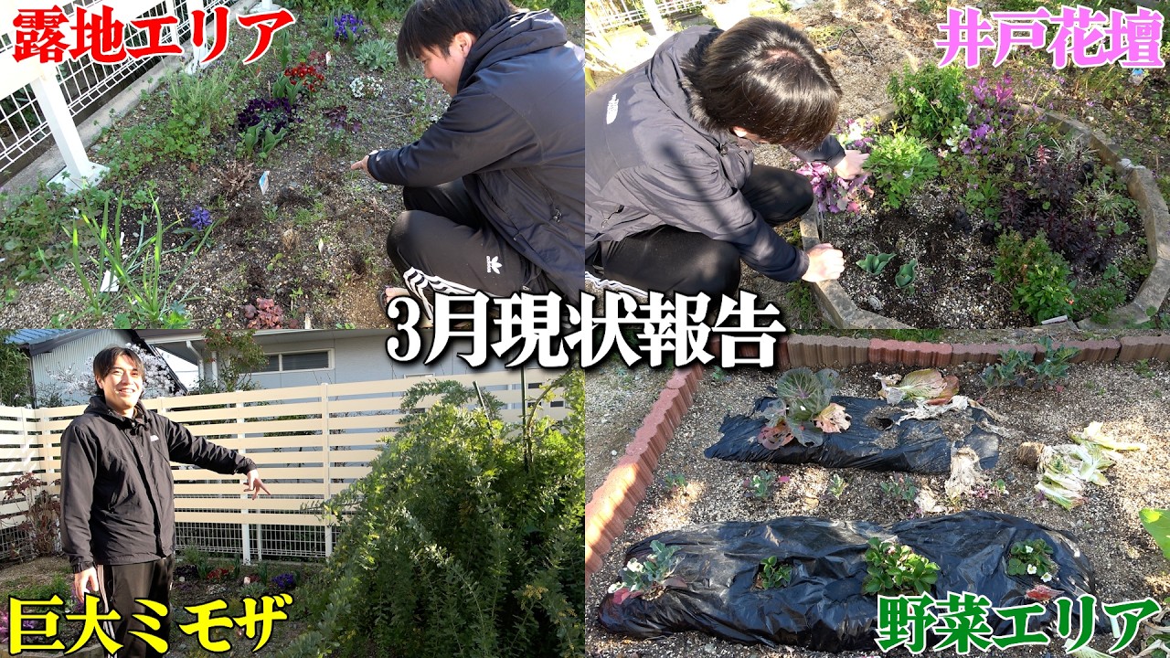 【3月現状】春を迎えた庭の変化がヤバい！！【ガーデニング】【園芸】【園芸初心者】【じゅんぺい君】