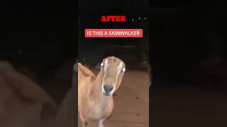 Download lagu Skinwalkers Disguised As Animals! mp3 Download lagu Skinwalkers Disguised As Animals! mp3