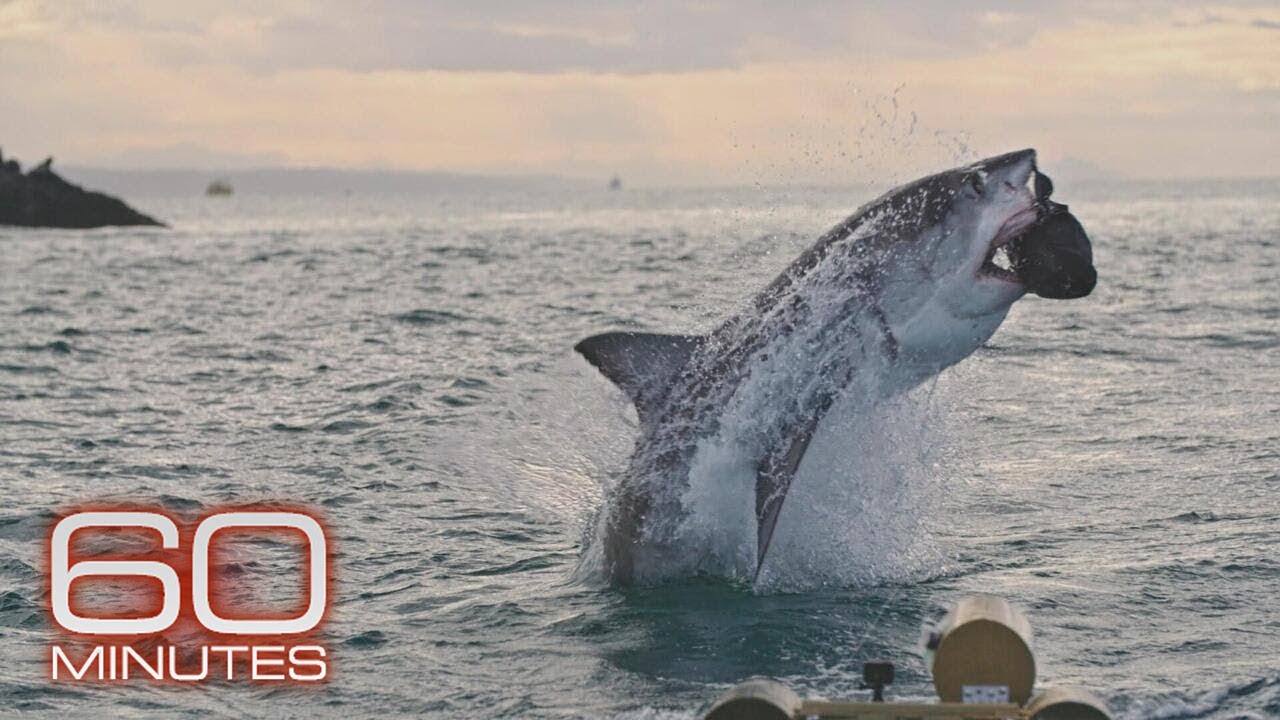 What Happened to the Great White Sharks? | Sunday on 60 Minutes