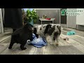 Miniature Australian Shepherd dogs for sale: Cocoa - Video 1
