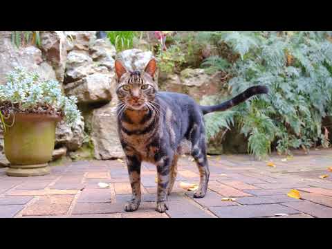 Cute & Funny Cat Videos 🐱 | Adorable Cats videos for babies