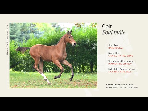 Lot 18 - Colt - Hardrock Z x Charlotta Red Wine (by Diamant de Semilly)