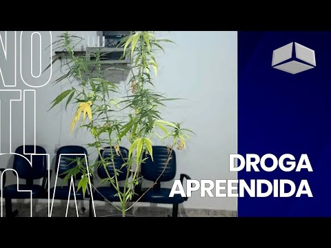 CRACK, MACONHA E MUNIÇÃO SÃO APREENDIDOS EM SÃO GERALDO DO BAIXIO