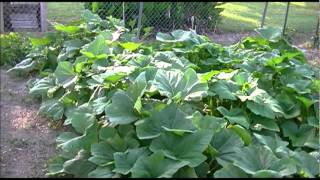preview picture of video '22 Tips for the City Gardener.wmv'