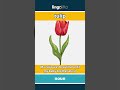 tulip - a colorful, cup-shaped spri... video thumbnail