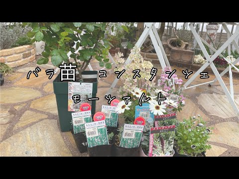 低木バラ「モーツァルト」 植物