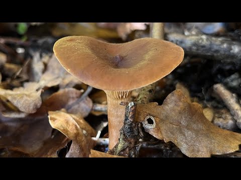 4K Lactarius camphoratus Mushroom Identification