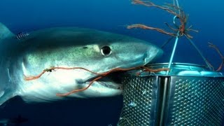 preview picture of video 'Diving South Africa 2007, sharks attack'