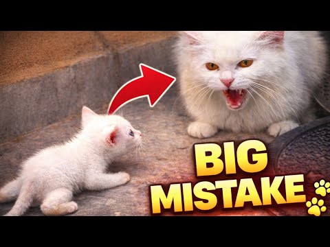 Paralyzed Kitten Crawls to a Dangerous Cat… Big Mistake 😳🐾