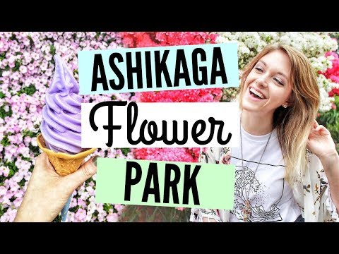 栃木日本一日遊//旭日花圃--世界上最美麗的威斯特利亞。 (TOCHIGI JAPAN DAY TRIP// ASHIKAGA FLOWER PARK - THE MOST BEAUTIFUL WISTERIA IN THE WORLD)
