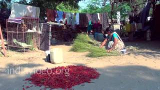 Chilli Powder Making, Andhra Pradesh 