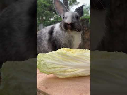 , title : '#rabbit #bunny #rabbitsofinstagram #bunnylove #bunniesofinstagram'