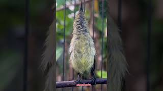 Download lagu Konin betina @Ruangkicauku #konin #kolibri #shorts #birds #kicaumania #burung #hummingbird mp3