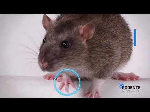 Rodents Revealed: From Head To Tail