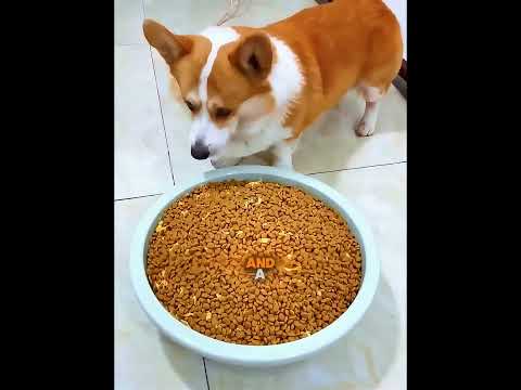 Even After Getting Upset, This Dog Became a Star 🐶⭐ #shortsviral