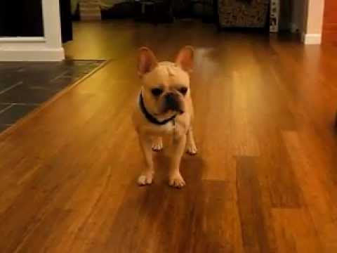 Gaston and Squeaky Toy