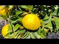 Konatsu Citrus Tamurana The Most Unique Tasting Citrus