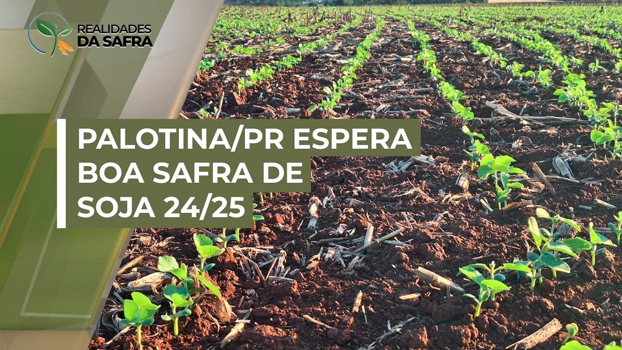 Após 4 anos de problemas, Palotina/PR espera boa safra de soja 24/25