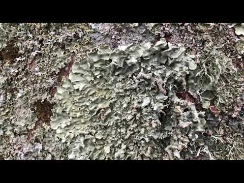 image-What do copper beech trees look like?