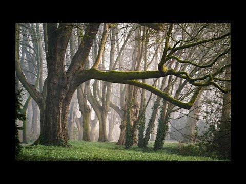 The Fairies by Ramin