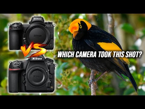 Nikon Z7 vs Nikon D850 Bird Photography | Surprising Results!