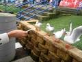Seagulls Fighting For Food At Sydney Fish Market
