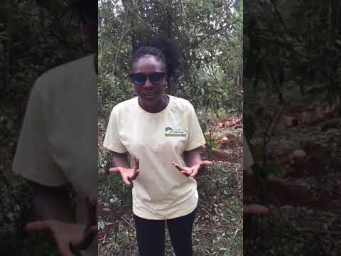 Mosquito Repellent Booth Camp