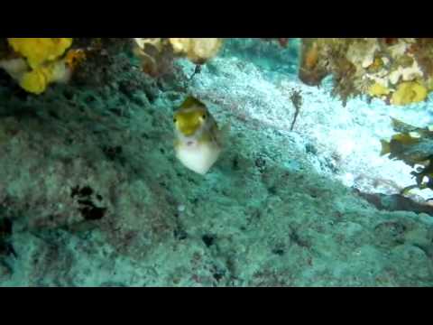 Diving and snorkeling at Trigg beach WA