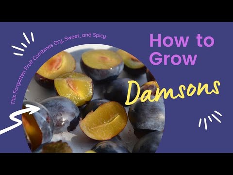 Damson Plums: This Forgotten Fruit Combines Dry, Sweet, Spicy, and Bitter (and makes great gin!)