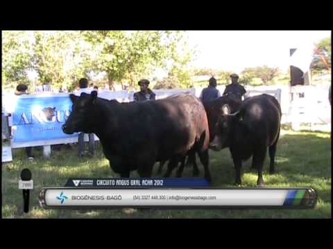 www.cabañasbovinas.com - GRAL ACHA 2012 - Oscar Palos
