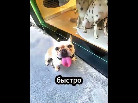 Теперь Его Дом — Вместе С Собаками 😂🏠