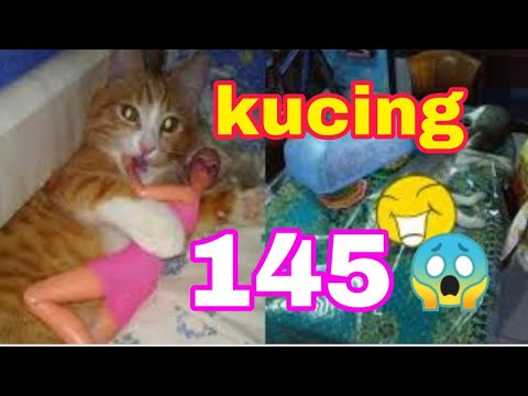 Funny cat garong (kucing garong)