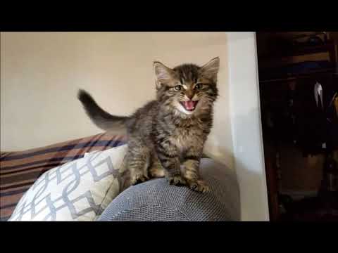 Gibbs the Kitty Meowing (Warning: Very Adorable!)
