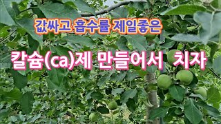 효과좋고 값싼 칼슘(ca)제 만들어서  치자/칼슘 효과/칼슘제 치는시기/칼슘 치는 횟수