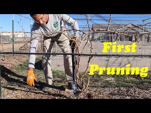 Pruning 1 Year Old Grapevines | Spur and Cane Pruning in Year 1