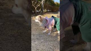 もうすぐ春だよ！ #youtubeshorts #shorts #funny #fyp #dog