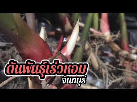 เร่วหอมจันทบุรี