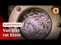 Hoe word je van een biet een suikerklontje? | Suikerhoek