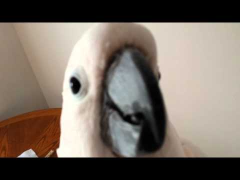 Argue With A Cockatoo