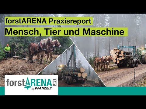 Dokumentation 2023 Holzrücken mit Pferd und Pfanzelt Rückewagen P15 | forstARENA Praxisreport