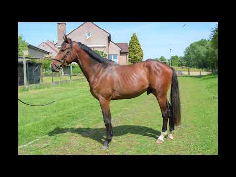 2y old stallion Little Wonder Z (Luigi d'Eclipse x Radco d'Houtveld)