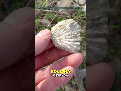 Morawica – Jurajskie skamieniałości z kamieniołomu